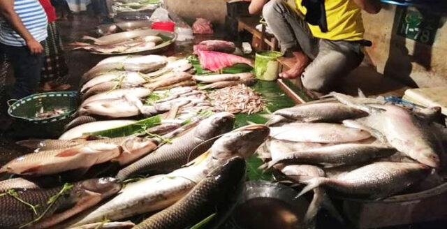 fish n234m265ed50b274cb9