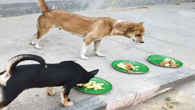 dog