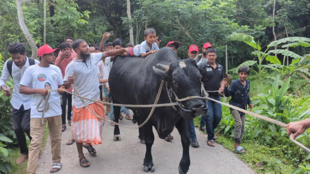 cow3-20250605114618