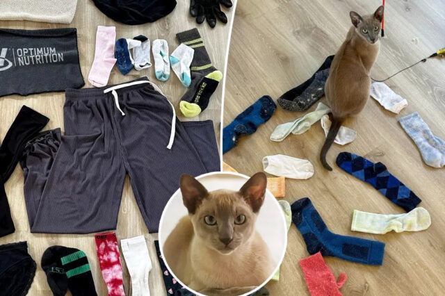 Cat_xtsq9CD