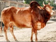 দুই ভাই মিলে এক ভাগে কোরবানি দেওয়া কী জায়েজ?