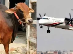 ঈদে মাংস কাটতে প্লেনে উড়ে ঢাকায় আসছেন কসাইরা