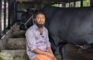 খালেদা জিয়াকে ‘কালো মানিক’ উপহার দেওয়া সোহাগ মৃধা গ্রেপ্তার