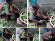 ড্রেইনের পানিতে ধোয়া হচ্ছে কলমি শাক
